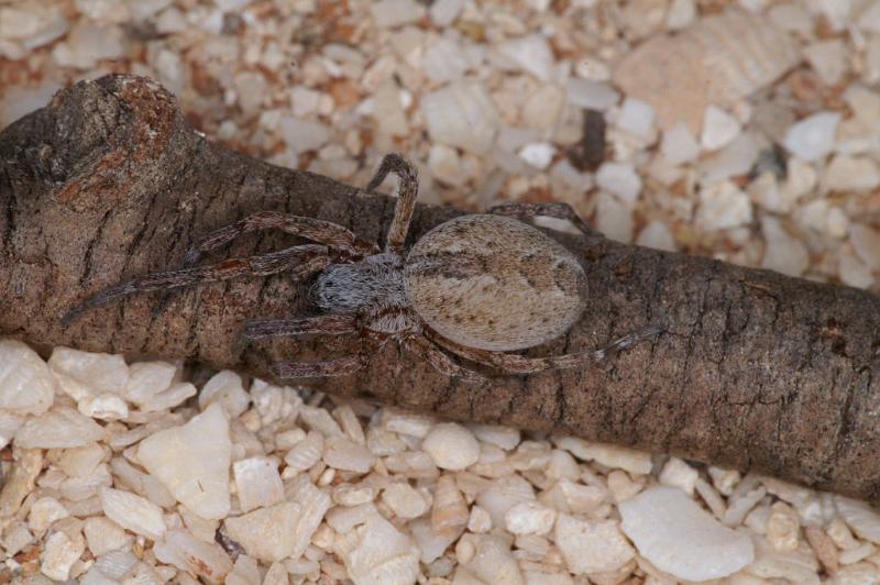Phryganoporus_canididus_D3618_Z_90_Hamelin pool_Australie.jpg